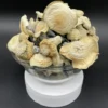 stargazer mushroom strain