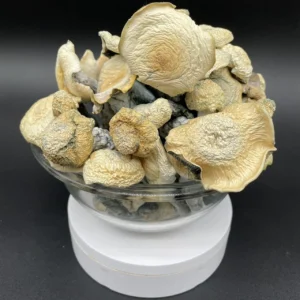 stargazer mushroom strain