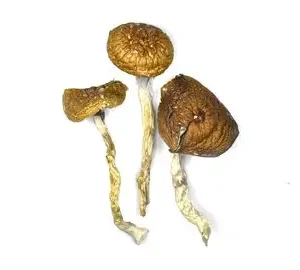 Tidal Wave mushroom