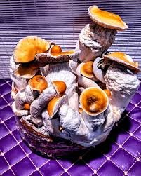 steel magnolia mushroom strain